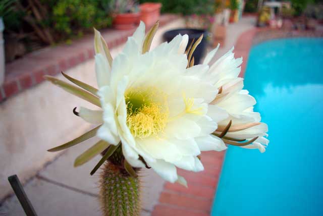 Night blooming cactus