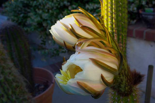 Night Blooming Cactus Flower