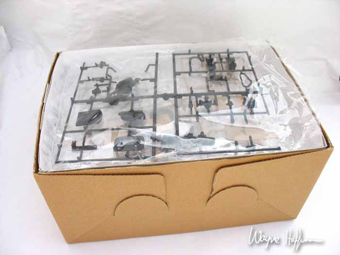 Night Blooming Cactus Flower