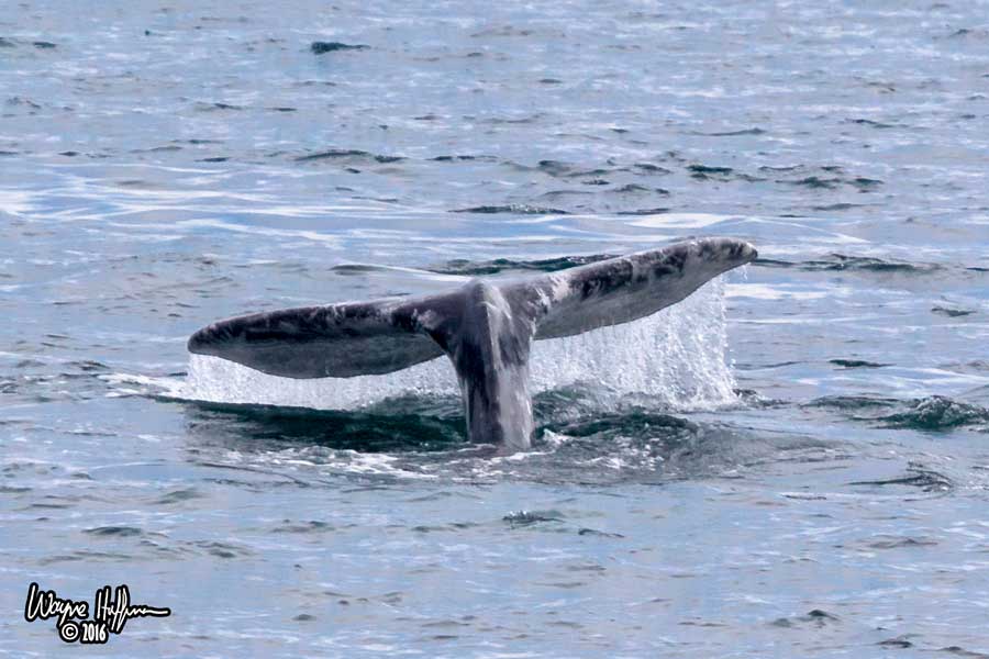 Gray Whale